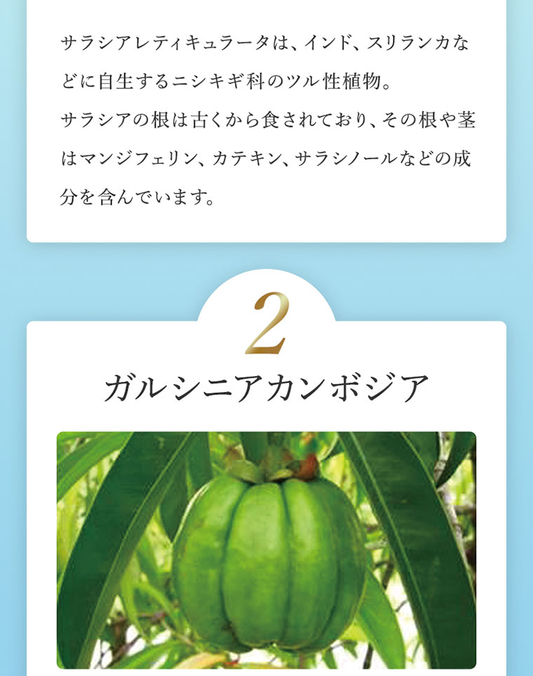 ギムネマシルベスタ