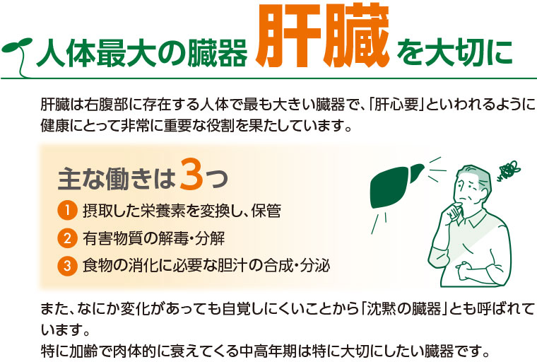 人体最大の臓器