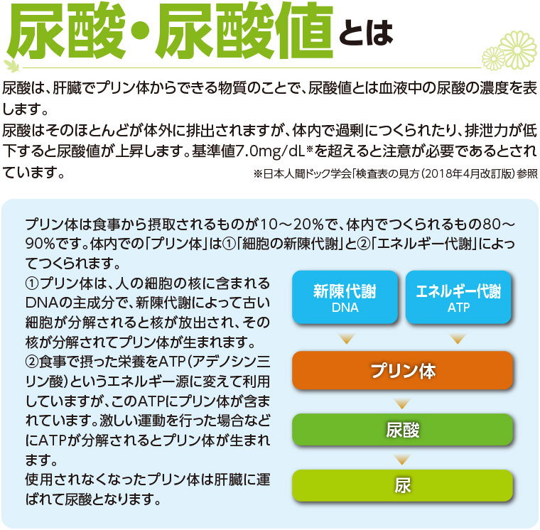 尿酸値とは