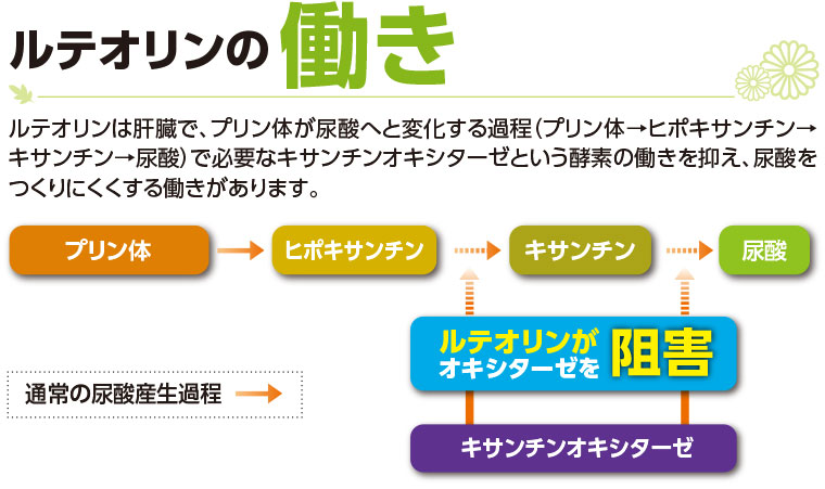 ルテオリンの働き