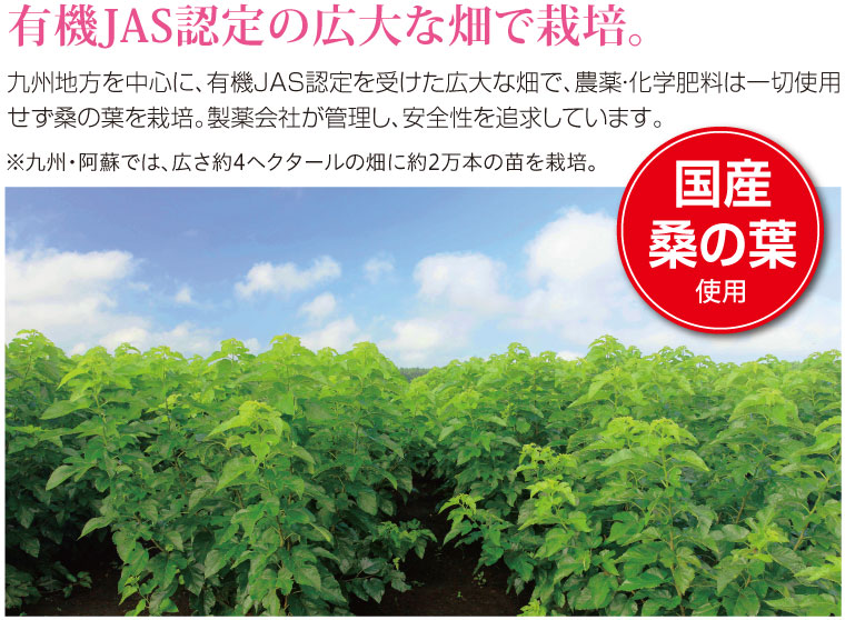 くわ青汁すらり