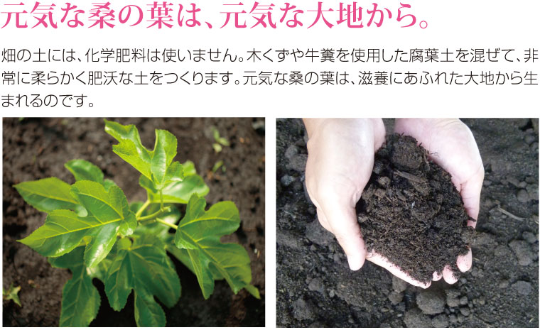 くわ青汁すらり